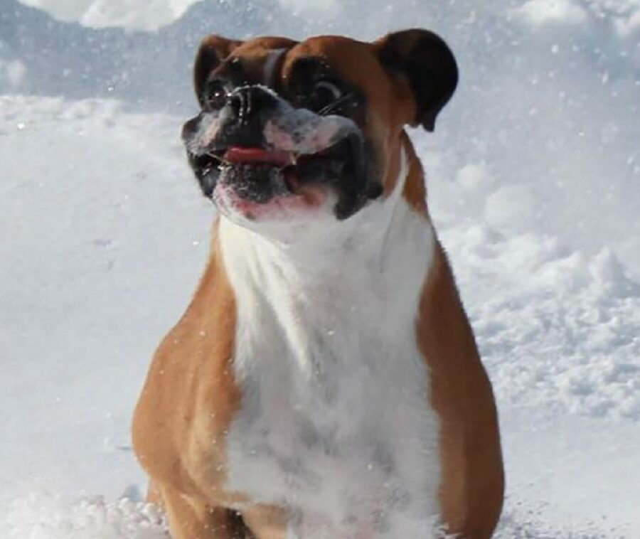 cagnolino felice per neve