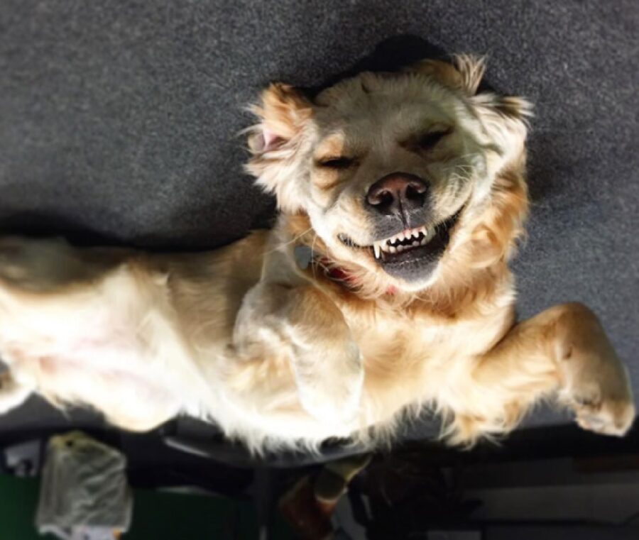 cane sorriso malefico 
