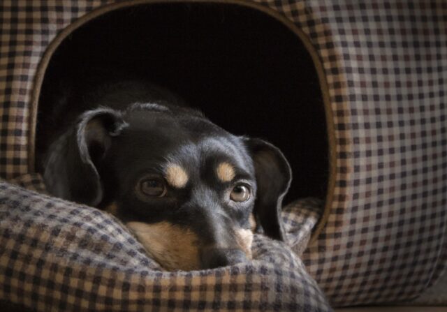 8 foto che ci mostrano come sarebbe il mondo se i cani iniziassero a fluttuare