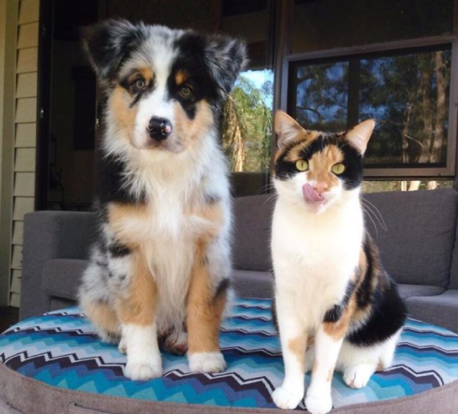 cagnolino uguale a gatto 