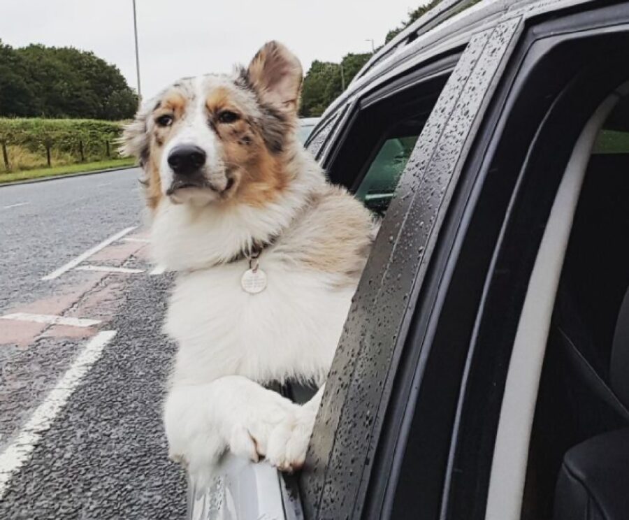 cane stile fuori dal comune 