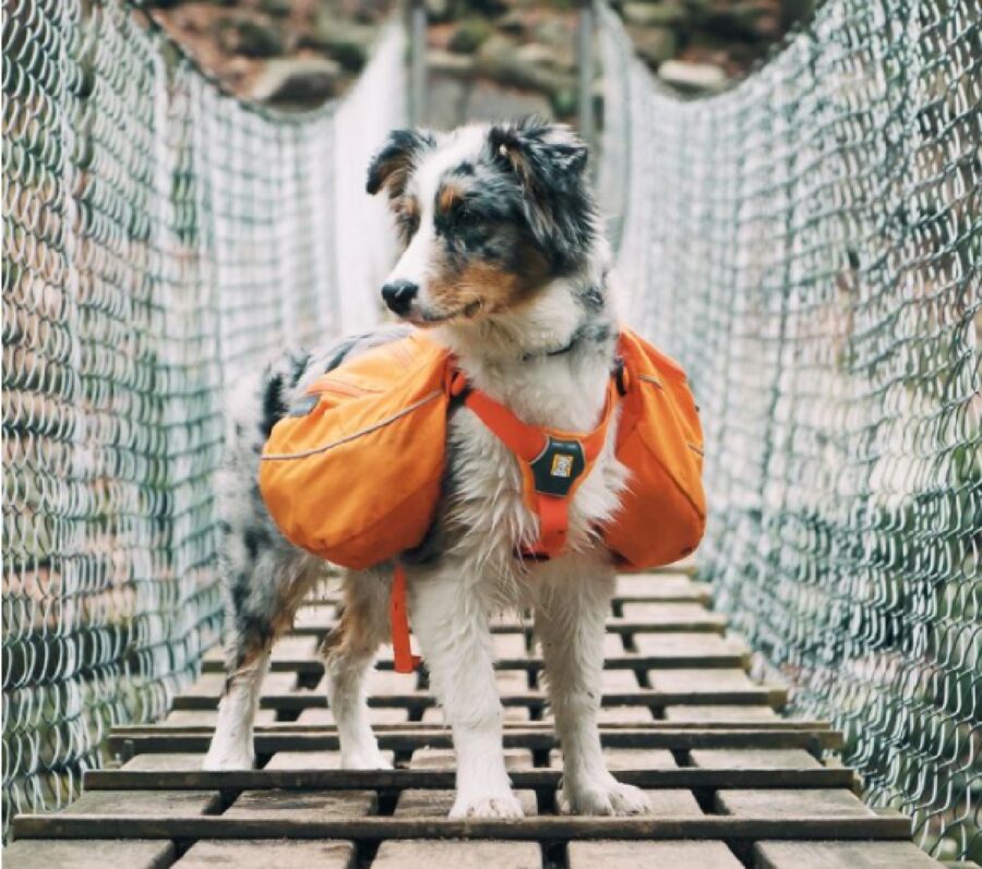 cane lavora come unità salvataggio 