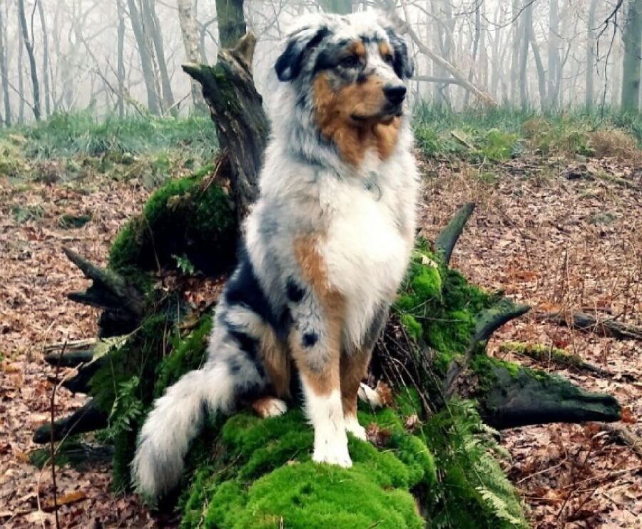 cane amante della natura 