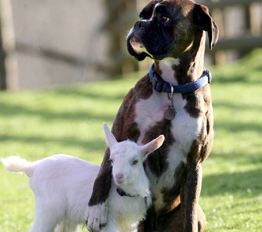 cagnolino con capretta 