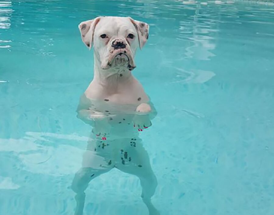 cucciolo in acqua 