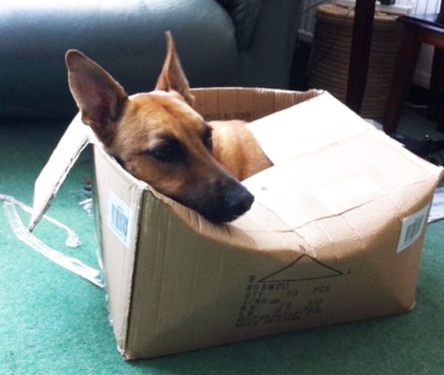 cane piace dormire scatole 
