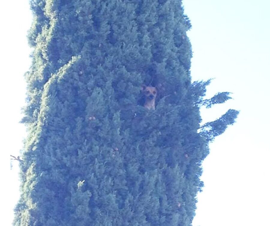 cagnolino su albero alto 