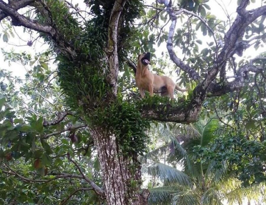 cagnolina adora scalare alberi 