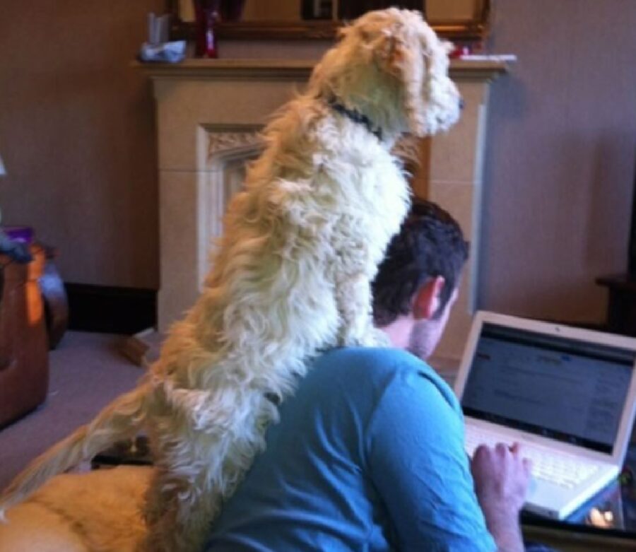 cagnolino sulle spalle uomo