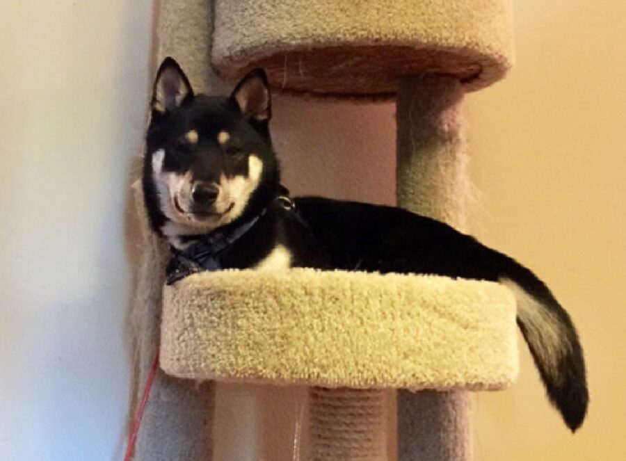 cane husky su tiragraffi