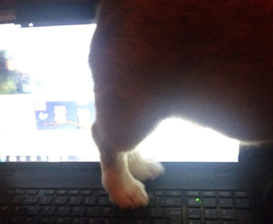 cane zampe su tastiera