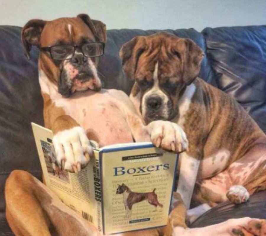 due cani boxer leggono libro 