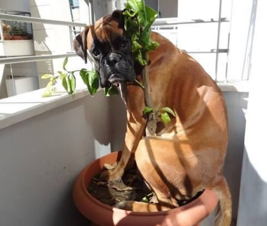 cane boxer sopra vaso 