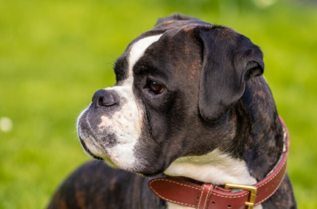 8 foto di cani Boxer che rendono la vita dei proprietari una vera gioia