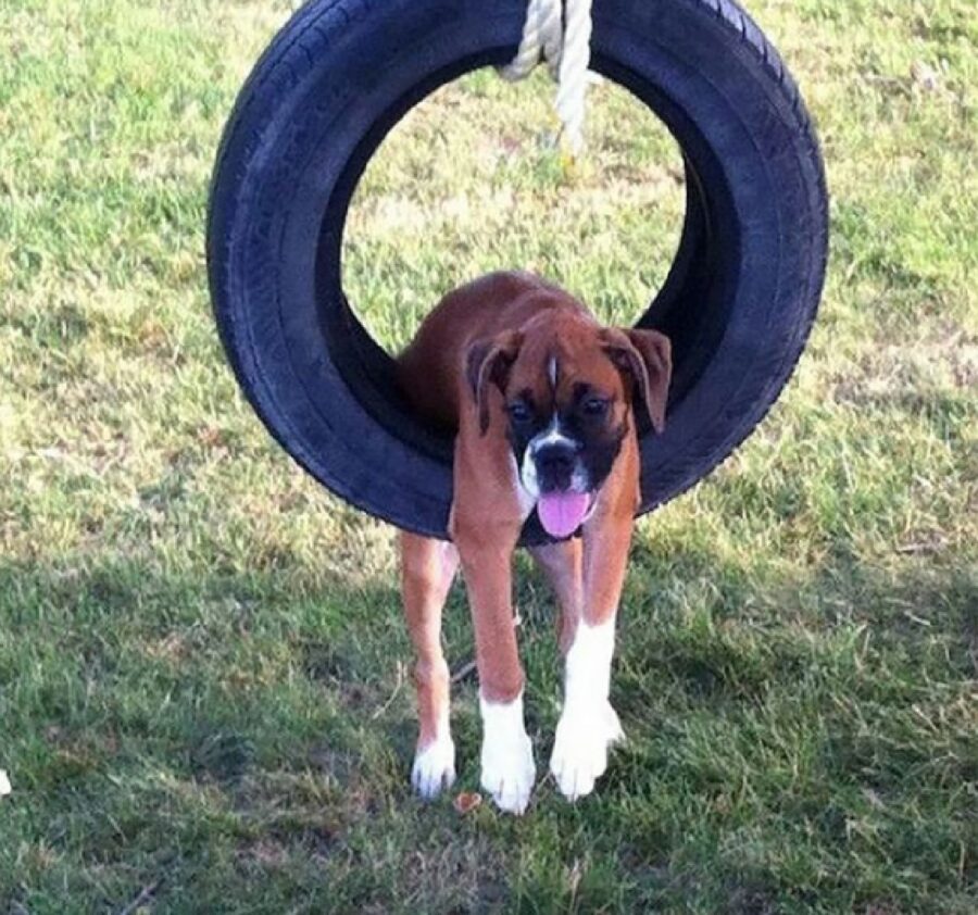 cane gioca con ruota 