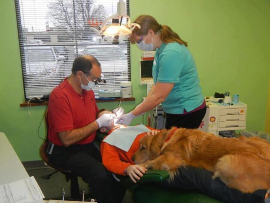 cane golden seduta dentista