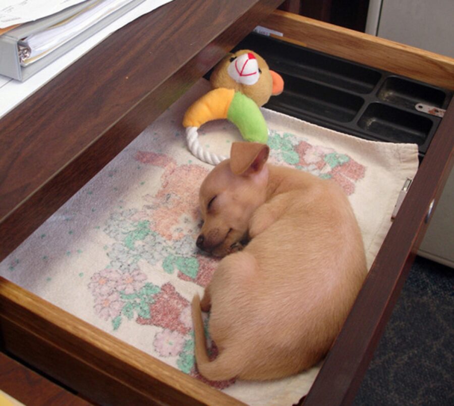 cane dorme cassetto scrivania 