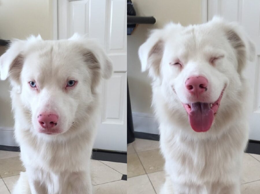cane albino sorriso 