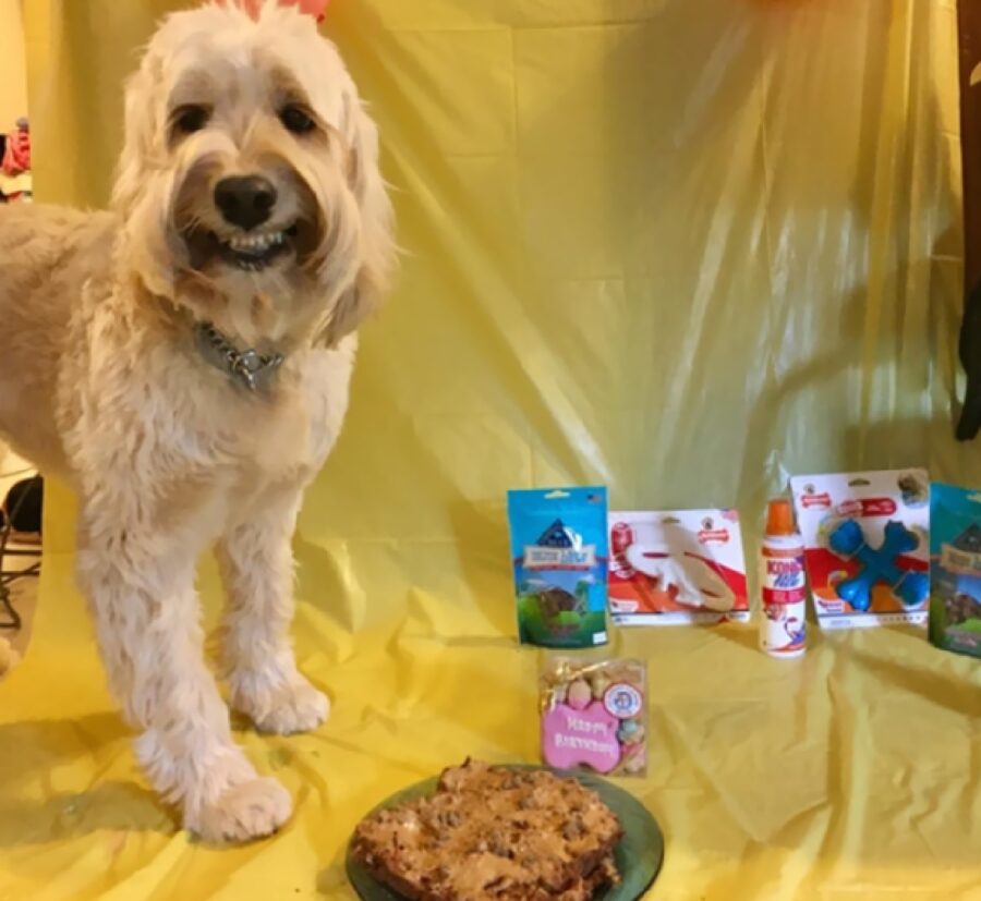 cane festeggia il compleanno 