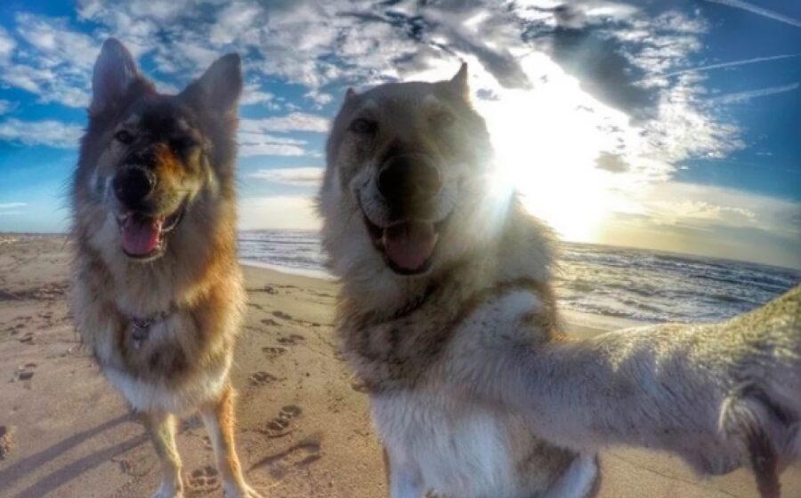 cani fratelli selfie spiaggia 