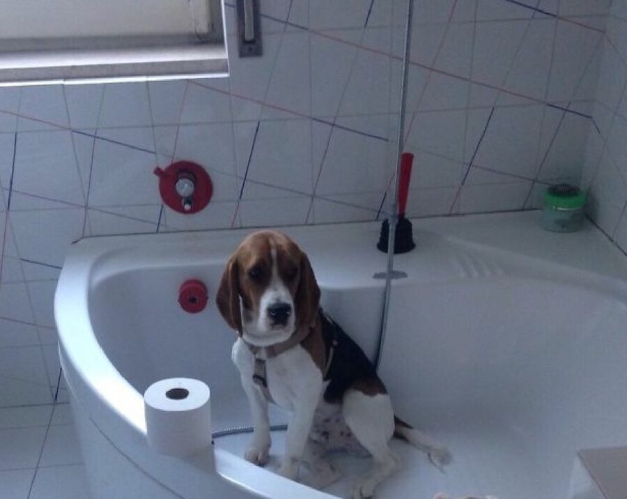 cane dentro vasca bagno 