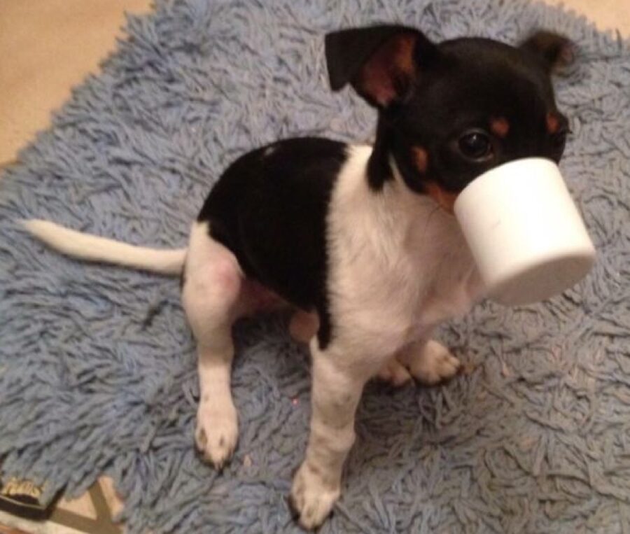 cane muso bloccato tazza