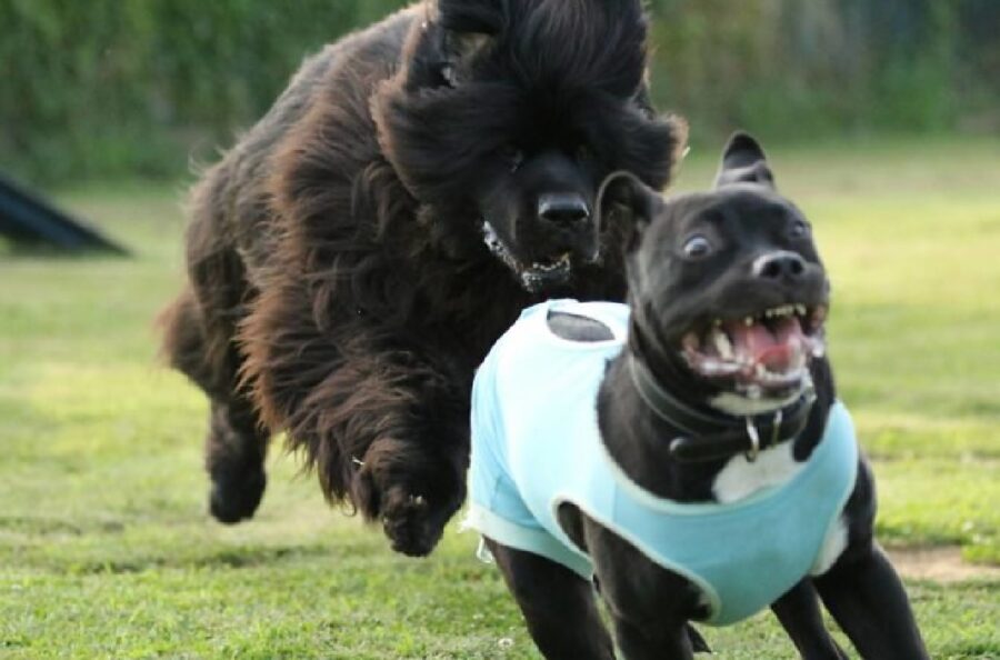 cane corre dietro amico 