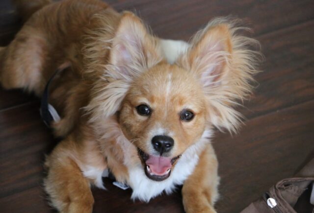 8 foto di cani che con un’apposita macchina del tempo non finirebbero negli stessi guai