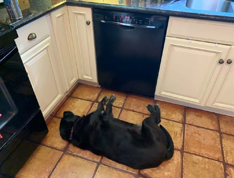 cane aspetta finisca lavastoviglie