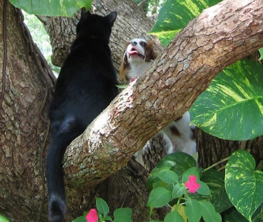 cane e gatto disputa su albero 