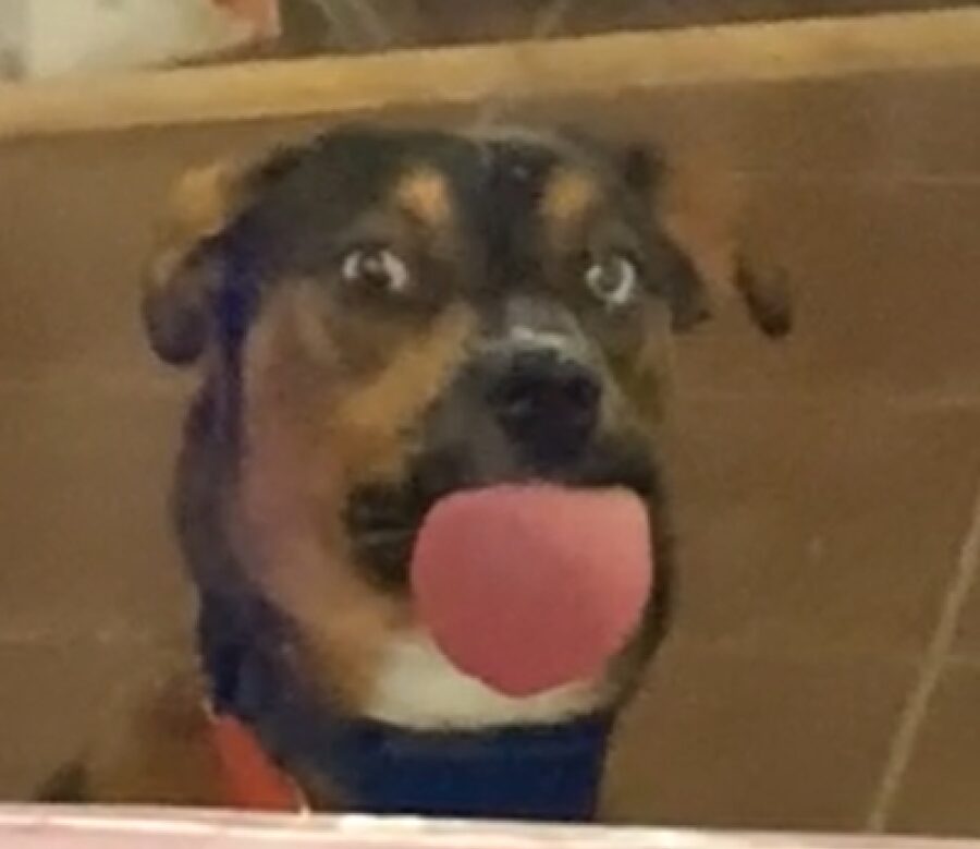 cane lingua attaccata al vetro 