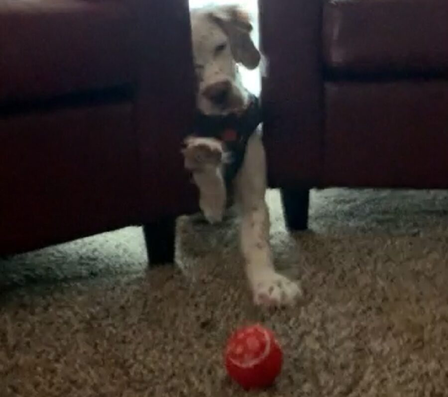 cane vuole prendere palla
