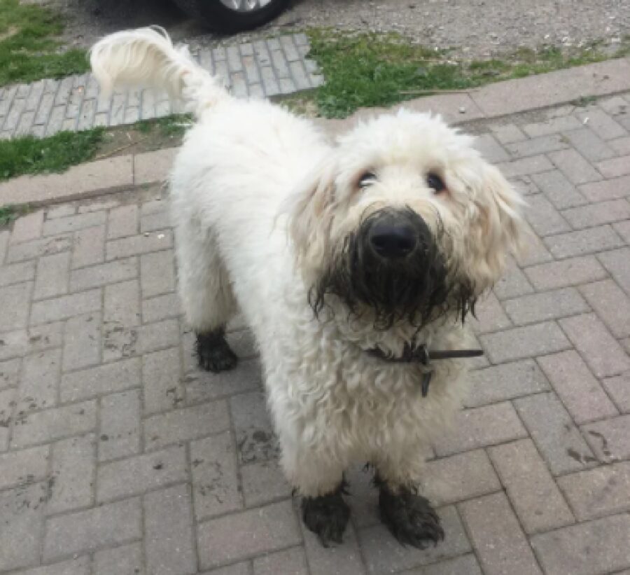 cane muso nel fango 