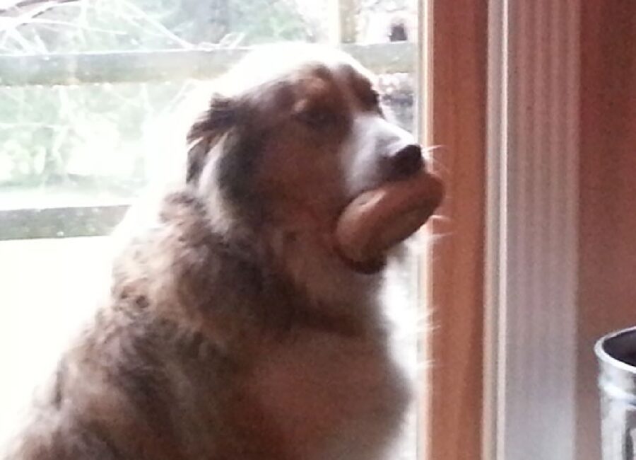cane bocca occupata da pane