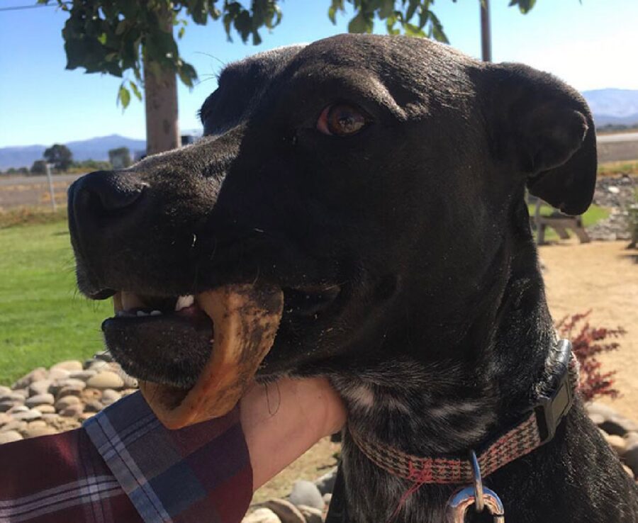 cane osso incastrato mandibola