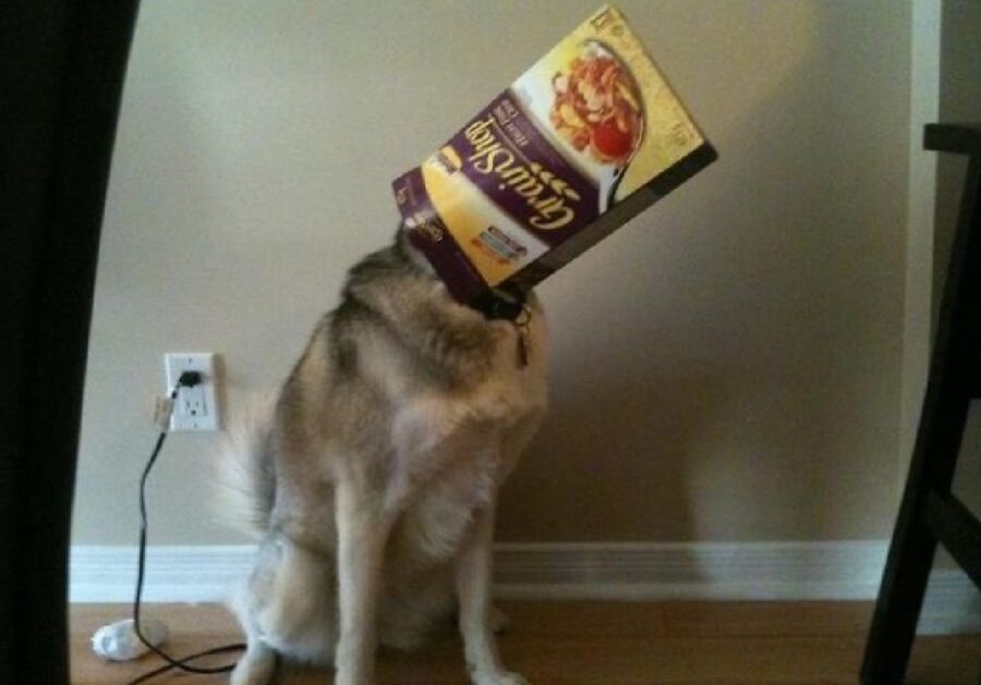 cane con confezione cereali in testa
