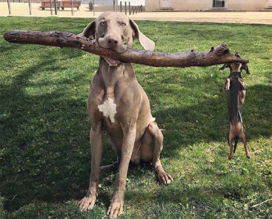 cane bastone tra i denti 