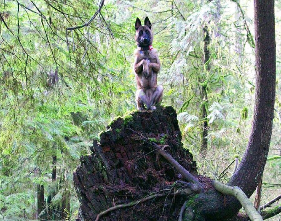 cane su roccia alta 