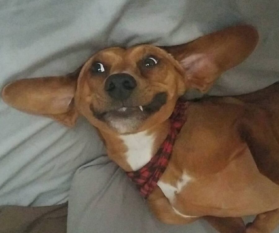 cane sorriso collare rosso 