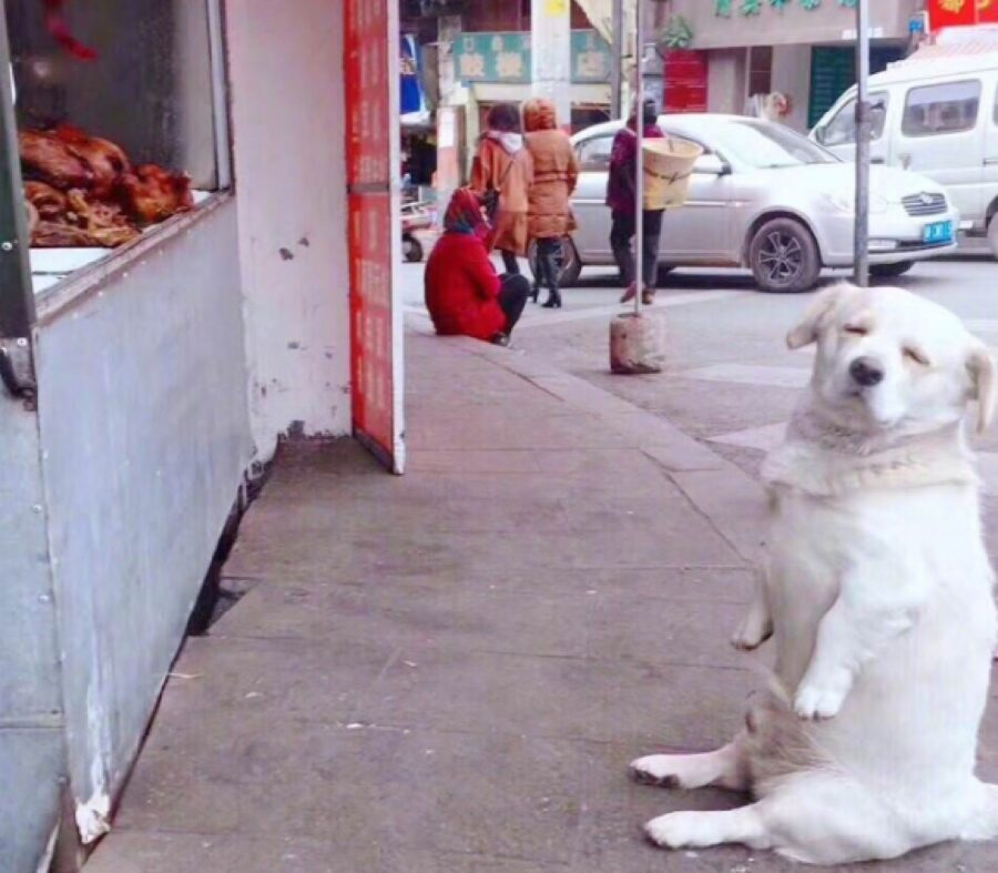 cane seduto aspetta cibo