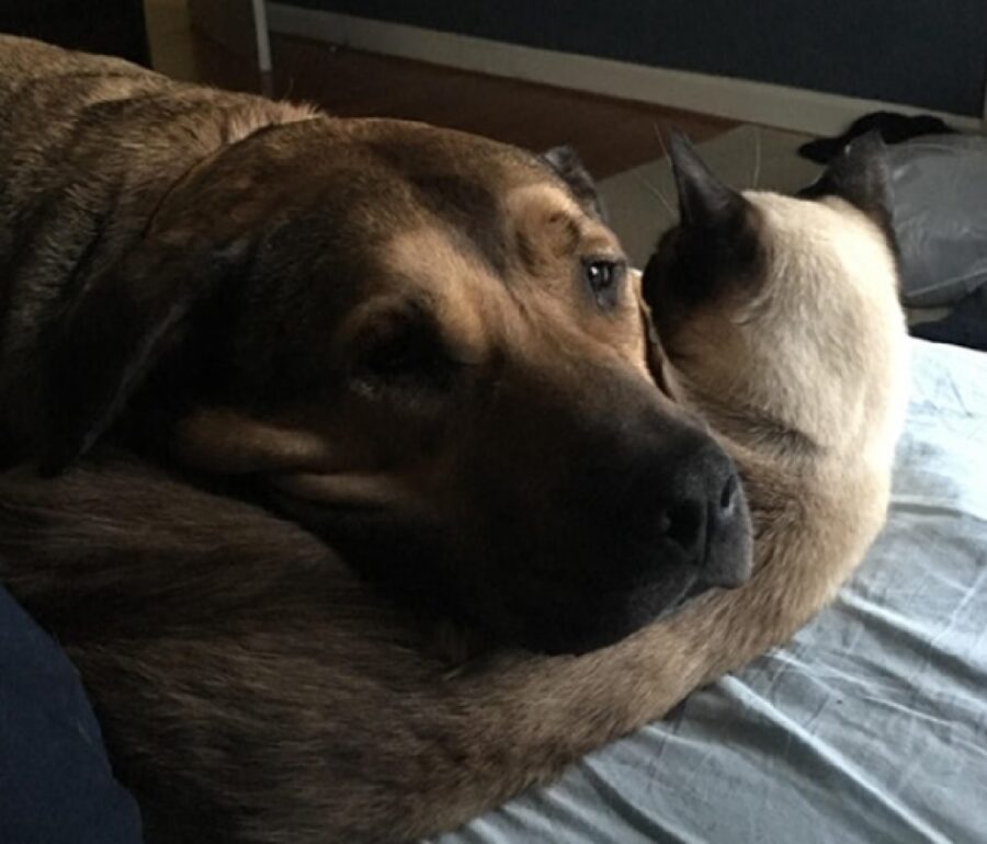 cane usa gatto come cuscino 