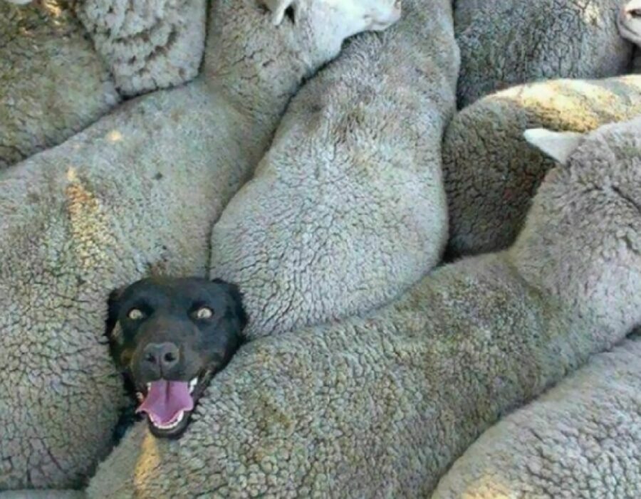 cane in mezzo pecore 