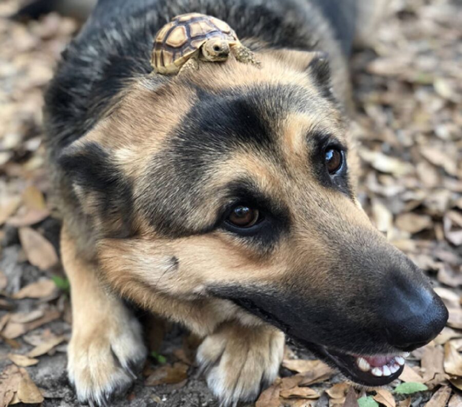cane tartaruga sulla testa 