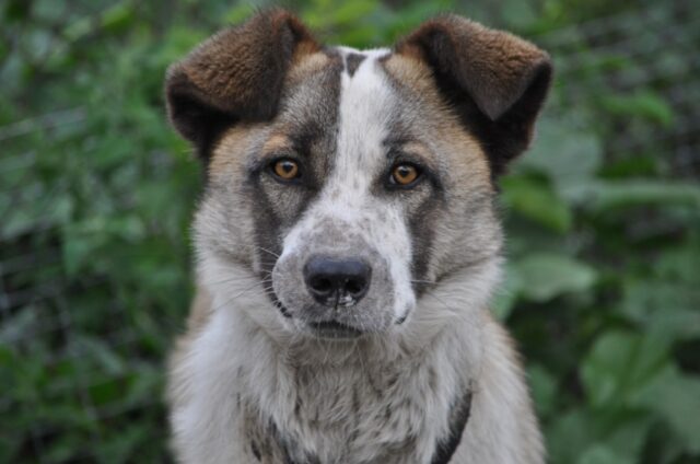 8 foto di cani che hanno stupito il mondo per simpatia ed esuberanza