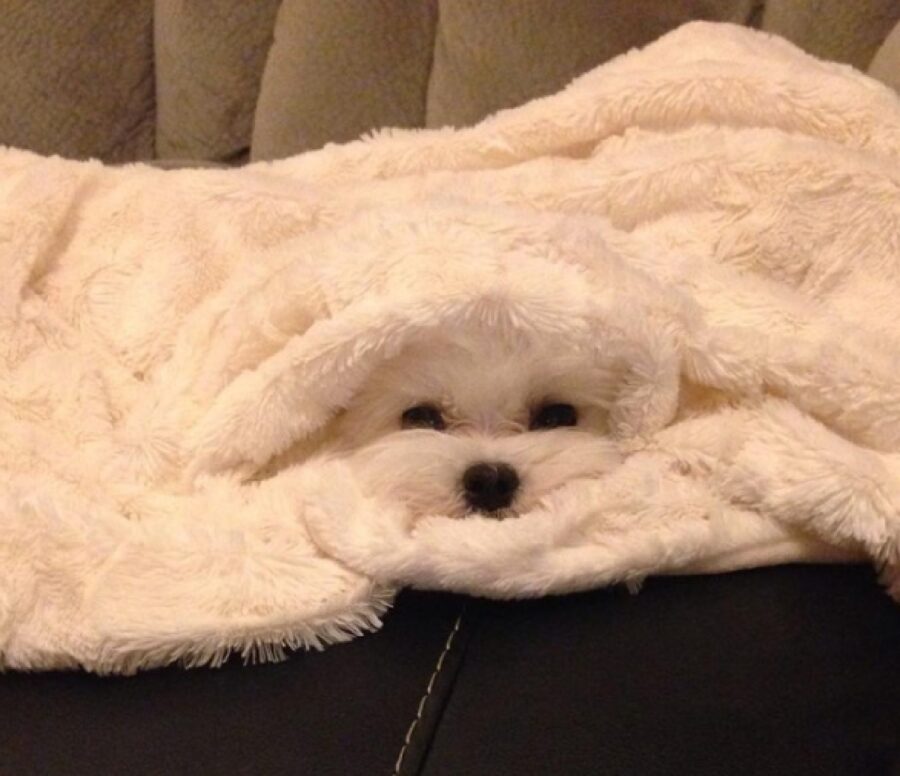 cane si confonde con asciugamano 