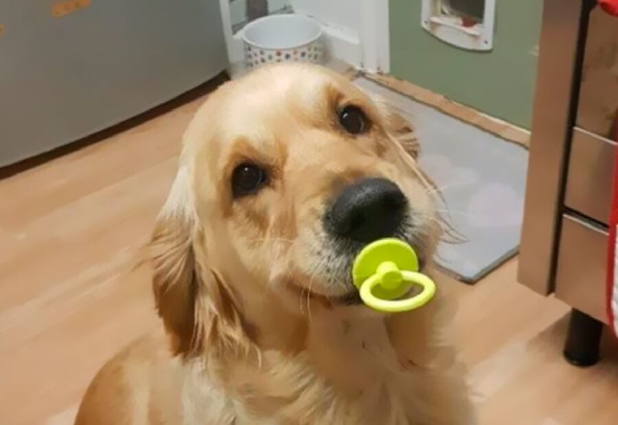 cane ciuccio colorato 