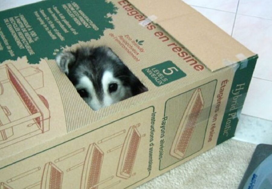 cane husky dentro scatolone