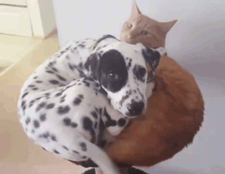 cane insieme gatto rosso 