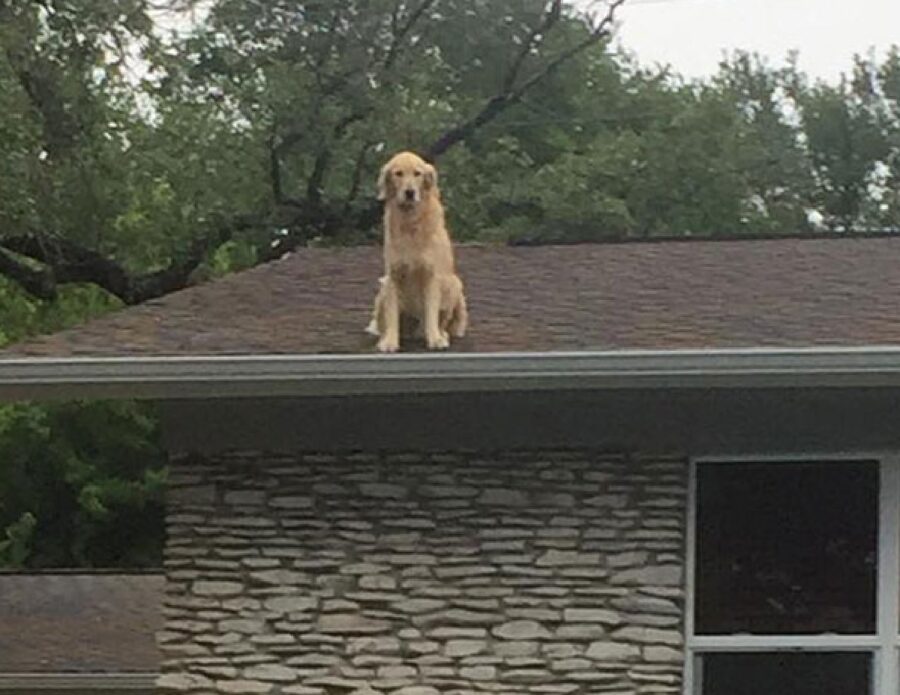 cane su un tetto 