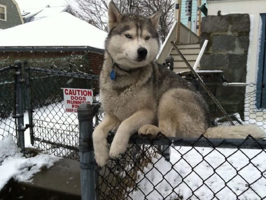 cane husky rete separatoria 